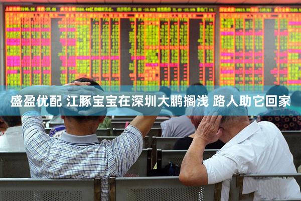 盛盈优配 江豚宝宝在深圳大鹏搁浅 路人助它回家